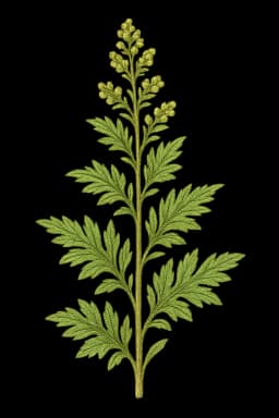 Mugwort